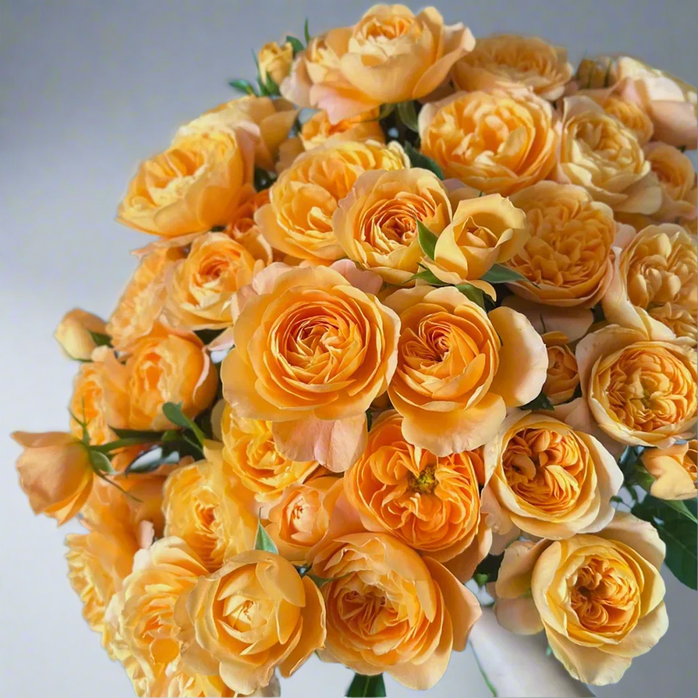 Juicy Terrazza – Coral-Orange Dutch Patio Rose (Own Root)