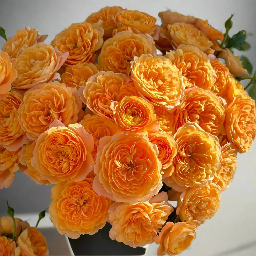 Juicy Terrazza – Coral-Orange Dutch Patio Rose (Own Root)