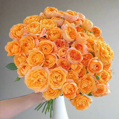 Juicy Terrazza – Coral-Orange Dutch Patio Rose (Own Root)
