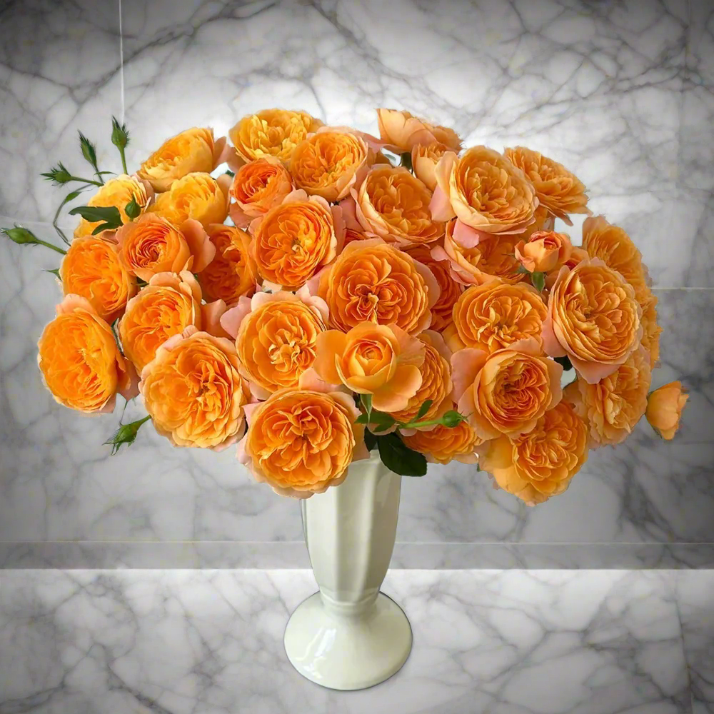 Juicy Terrazza – Coral-Orange Dutch Patio Rose (Own Root)
