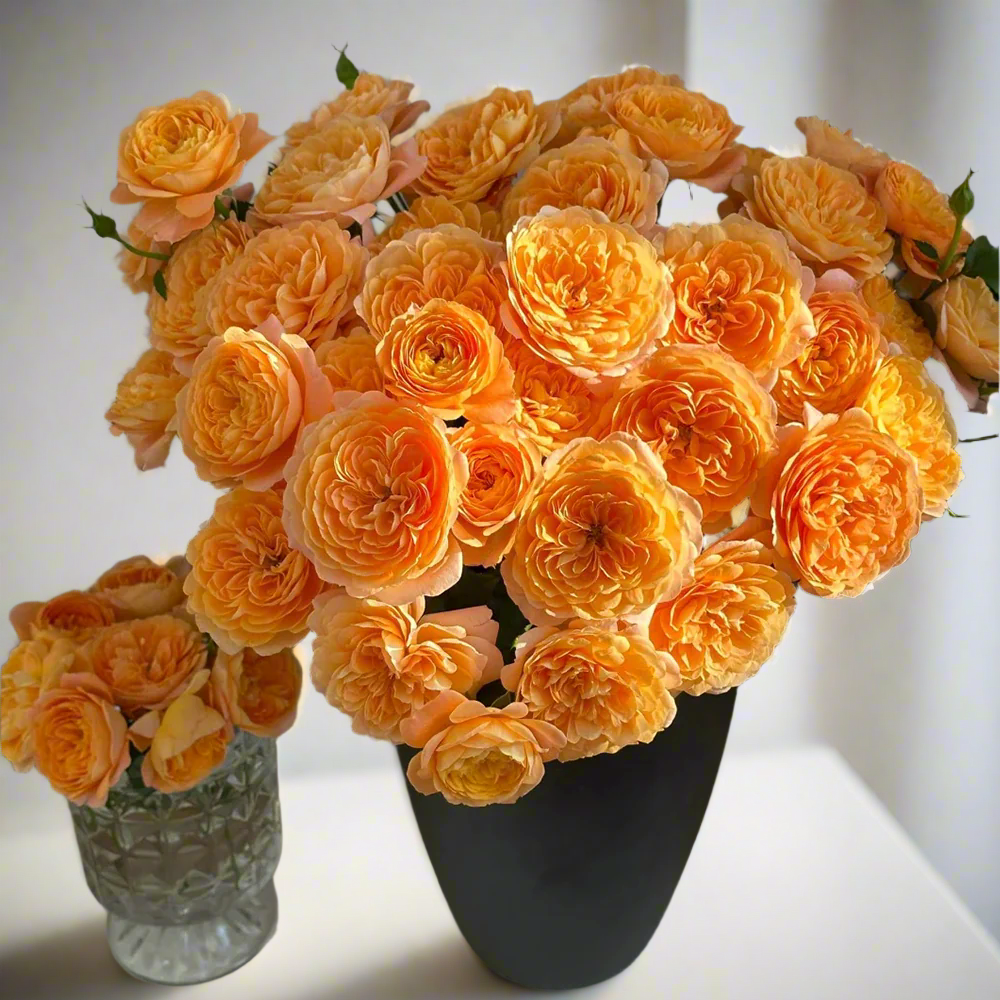 Juicy Terrazza – Coral-Orange Dutch Patio Rose (Own Root)