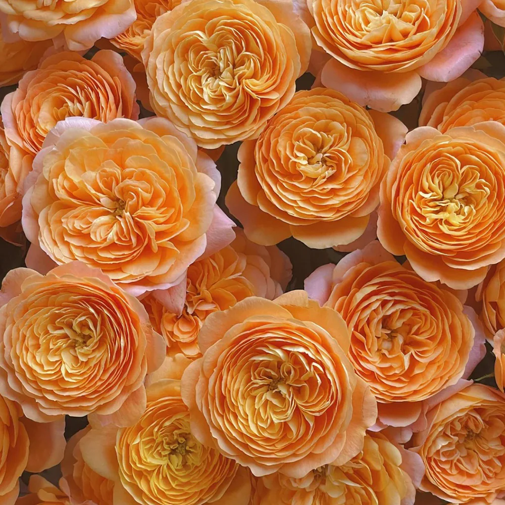 Juicy Terrazza – Coral-Orange Dutch Patio Rose (Own Root)