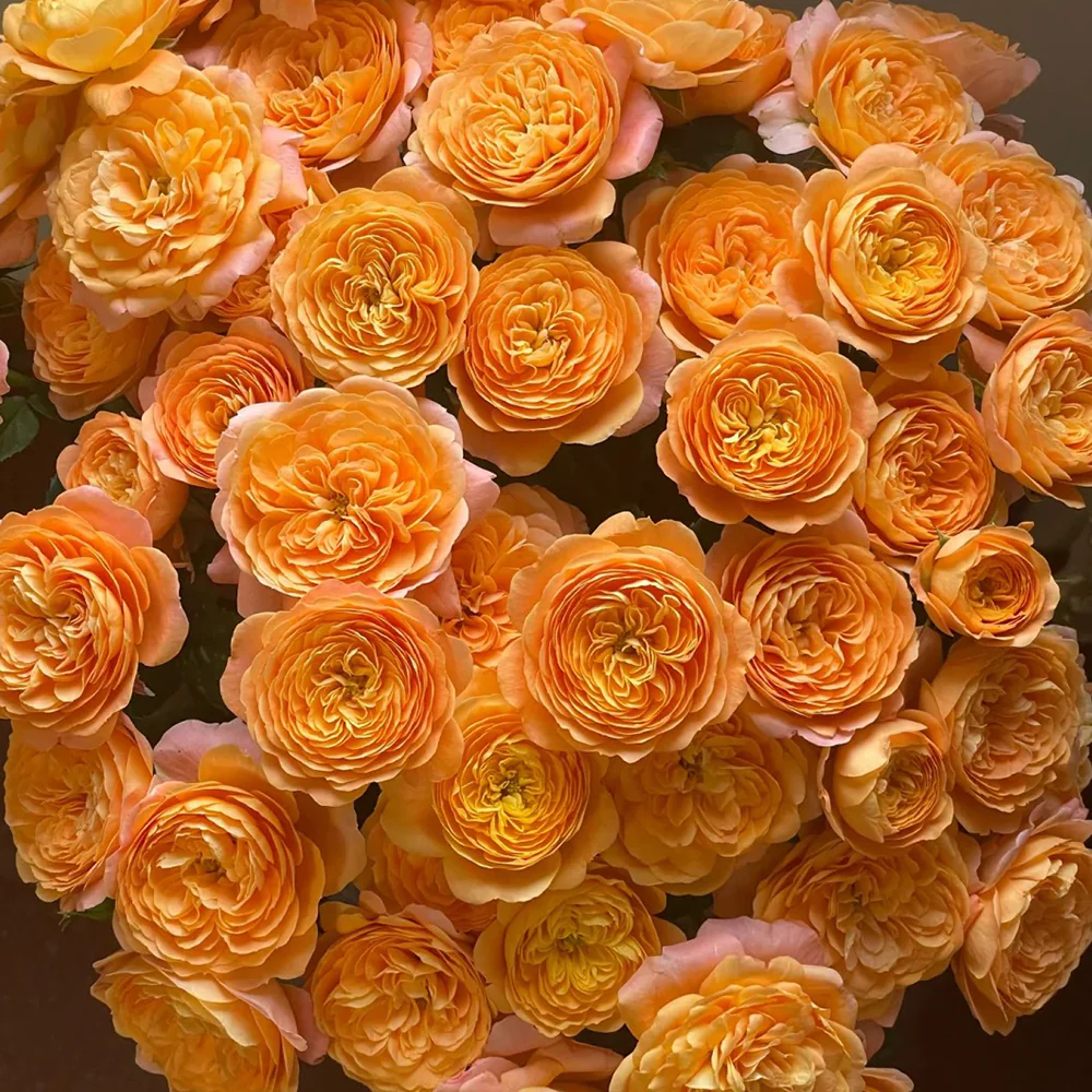 Juicy Terrazza – Coral-Orange Dutch Patio Rose (Own Root)