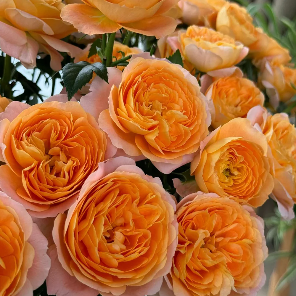 Juicy Terrazza – Coral-Orange Dutch Patio Rose (Own Root)