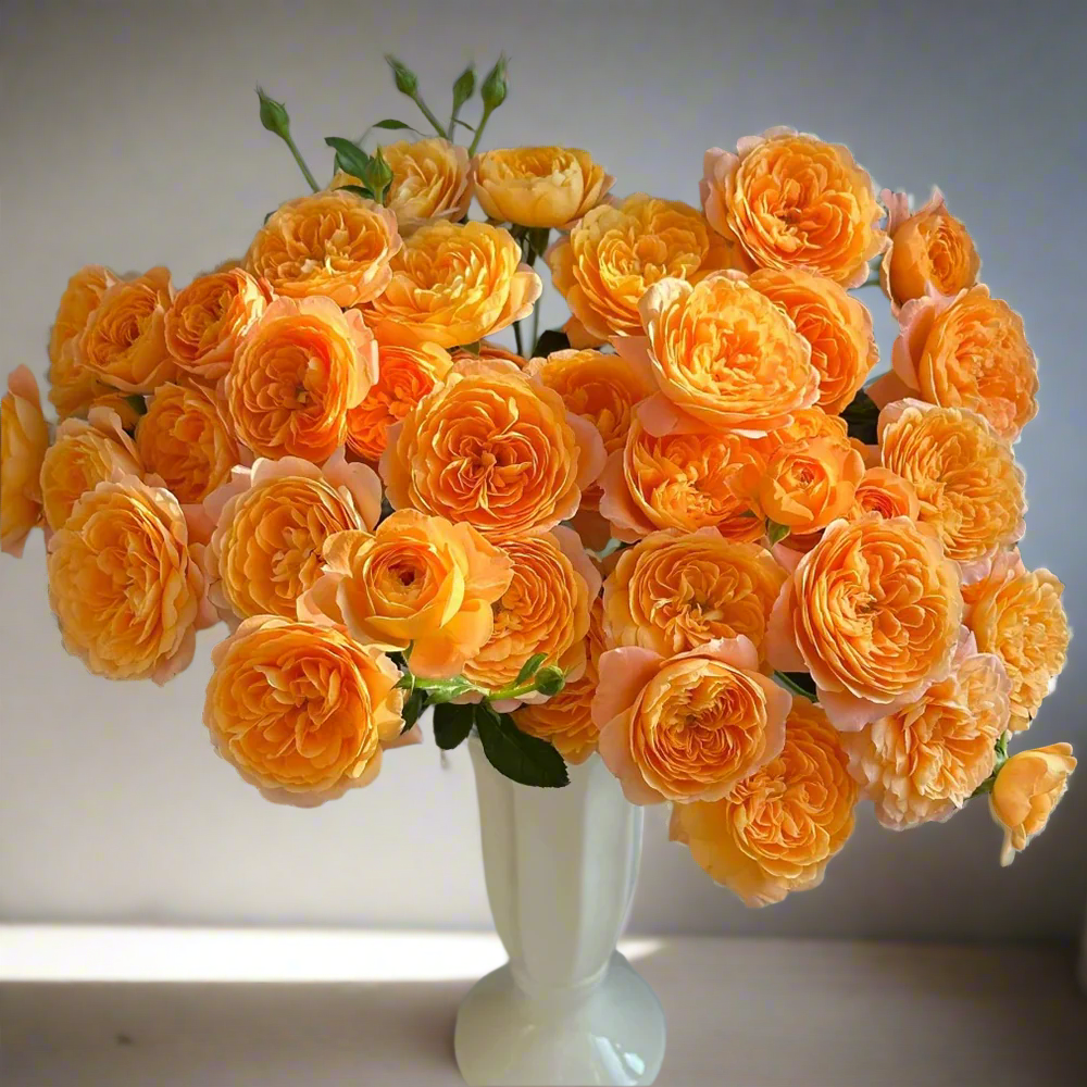 Juicy Terrazza – Coral-Orange Dutch Patio Rose (Own Root)