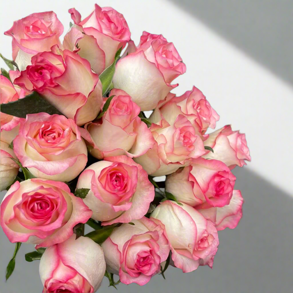 Jumilia – Pink-Edged White Dutch Hybrid Tea Rose (Own Root)