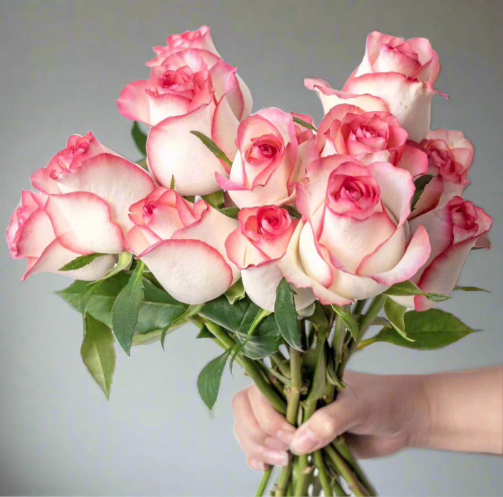 Jumilia – Pink-Edged White Dutch Hybrid Tea Rose (Own Root)