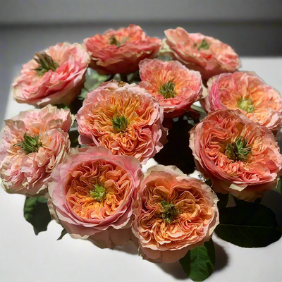 Kensington Gardens – Vibrant Orange Dutch Florist Rose (Own Root)
