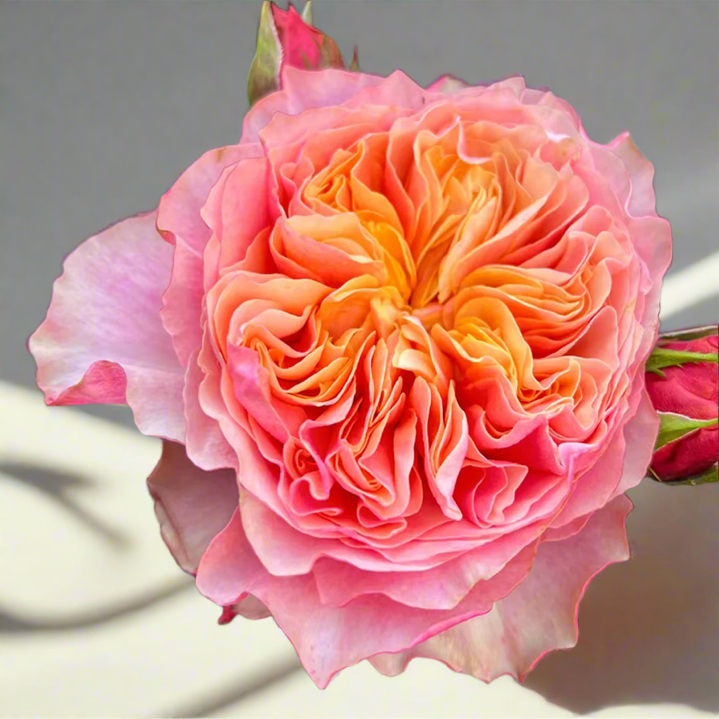 Kensington Gardens – Vibrant Orange Dutch Florist Rose (Own Root)