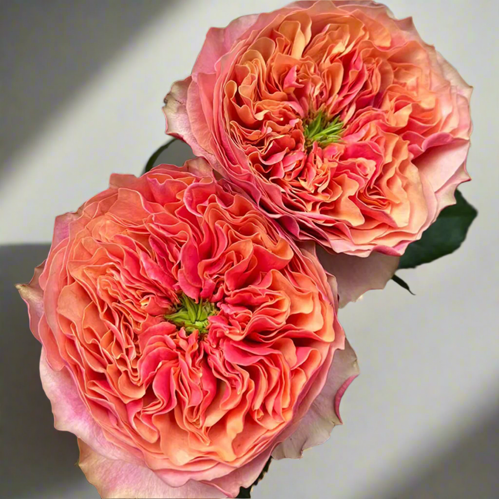 Kensington Gardens – Vibrant Orange Dutch Florist Rose (Own Root)