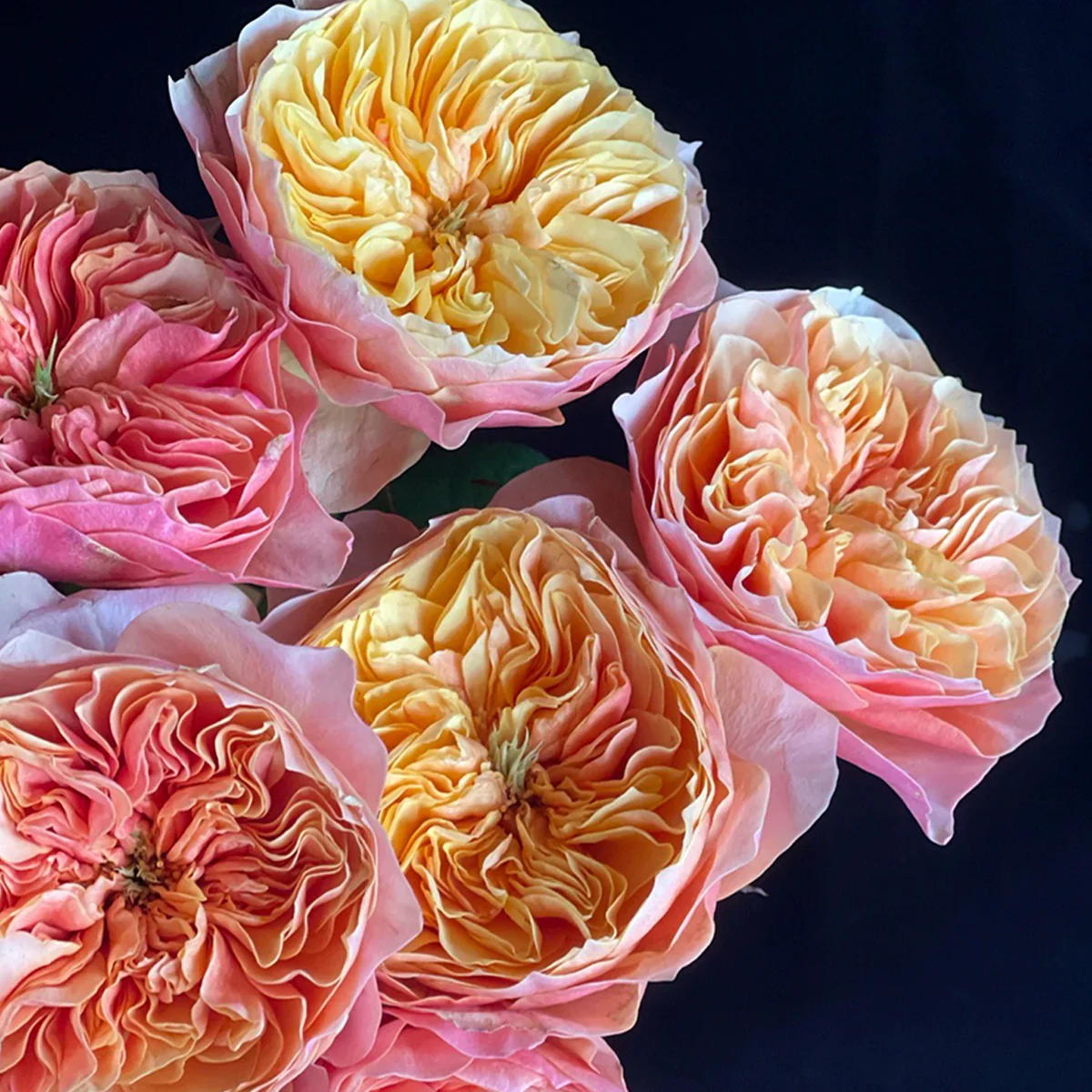 Kensington Gardens – Vibrant Orange Dutch Florist Rose (Own Root)