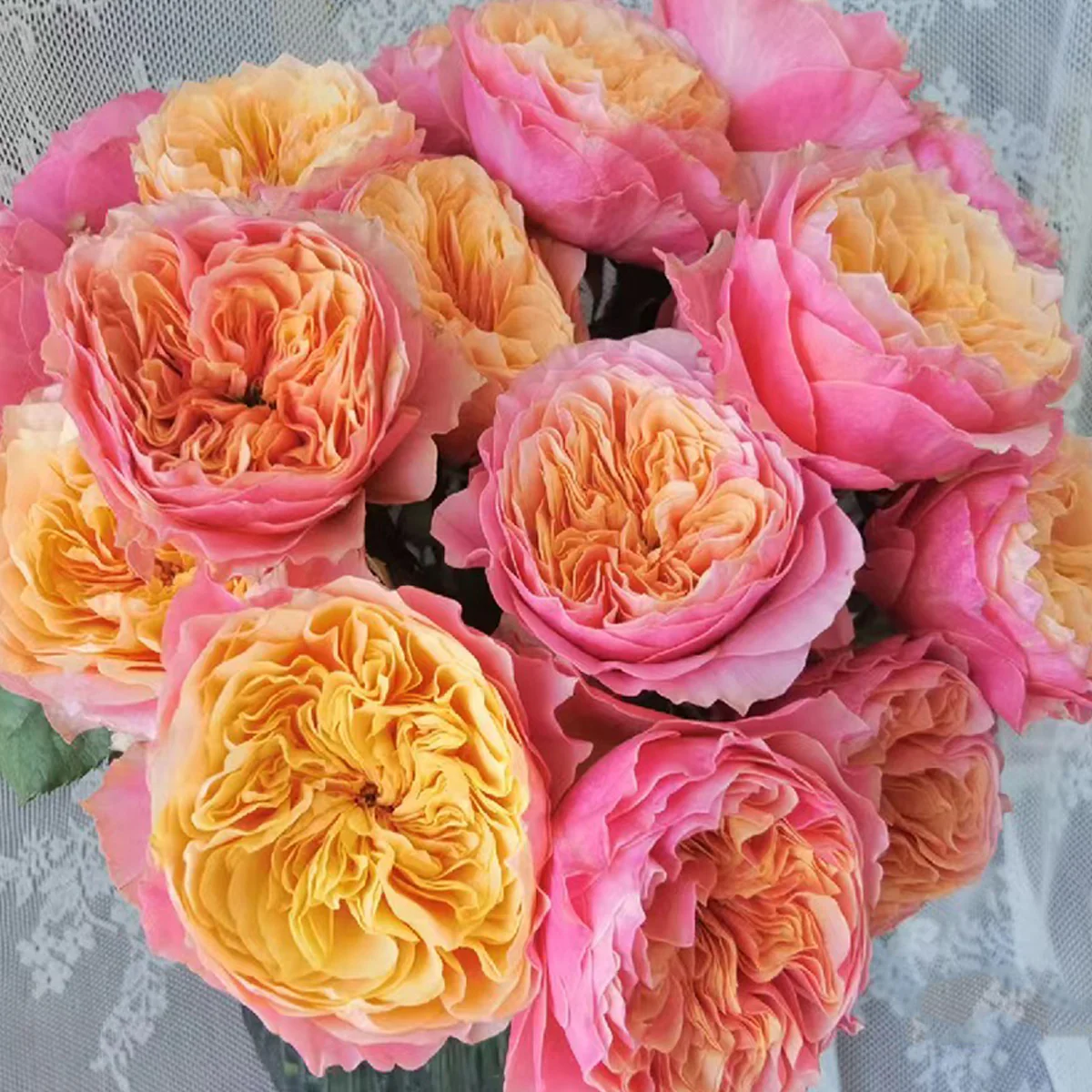 Kensington Gardens – Vibrant Orange Dutch Florist Rose (Own Root)