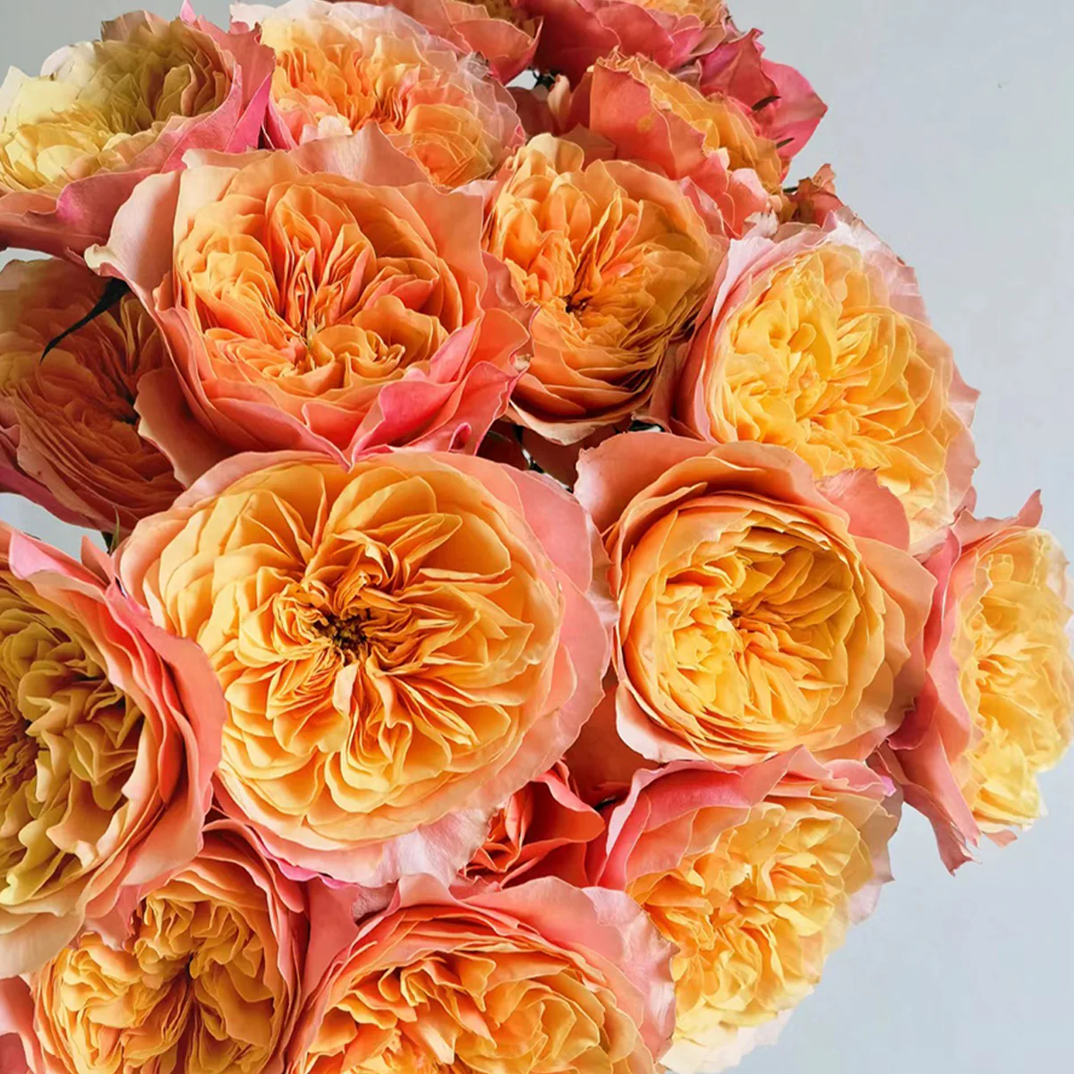 Kensington Gardens – Vibrant Orange Dutch Florist Rose (Own Root)