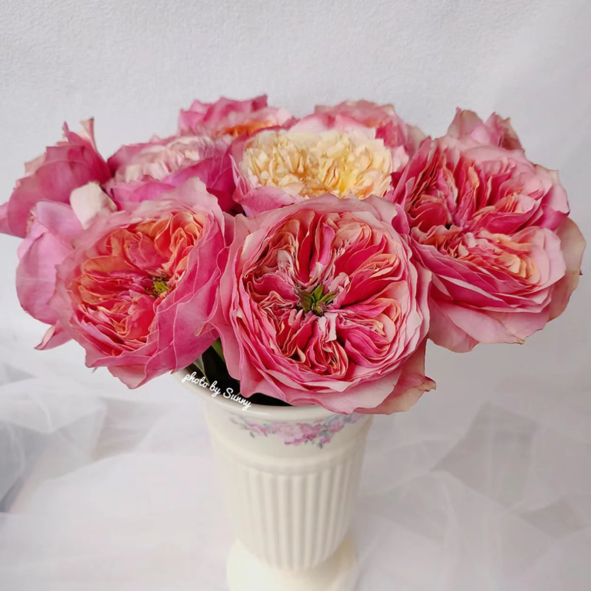 Kensington Gardens – Vibrant Orange Dutch Florist Rose (Own Root)