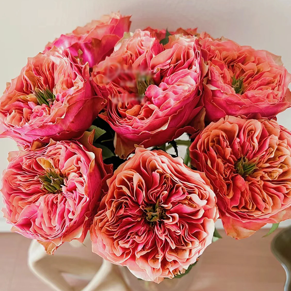 Kensington Gardens – Vibrant Orange Dutch Florist Rose (Own Root)