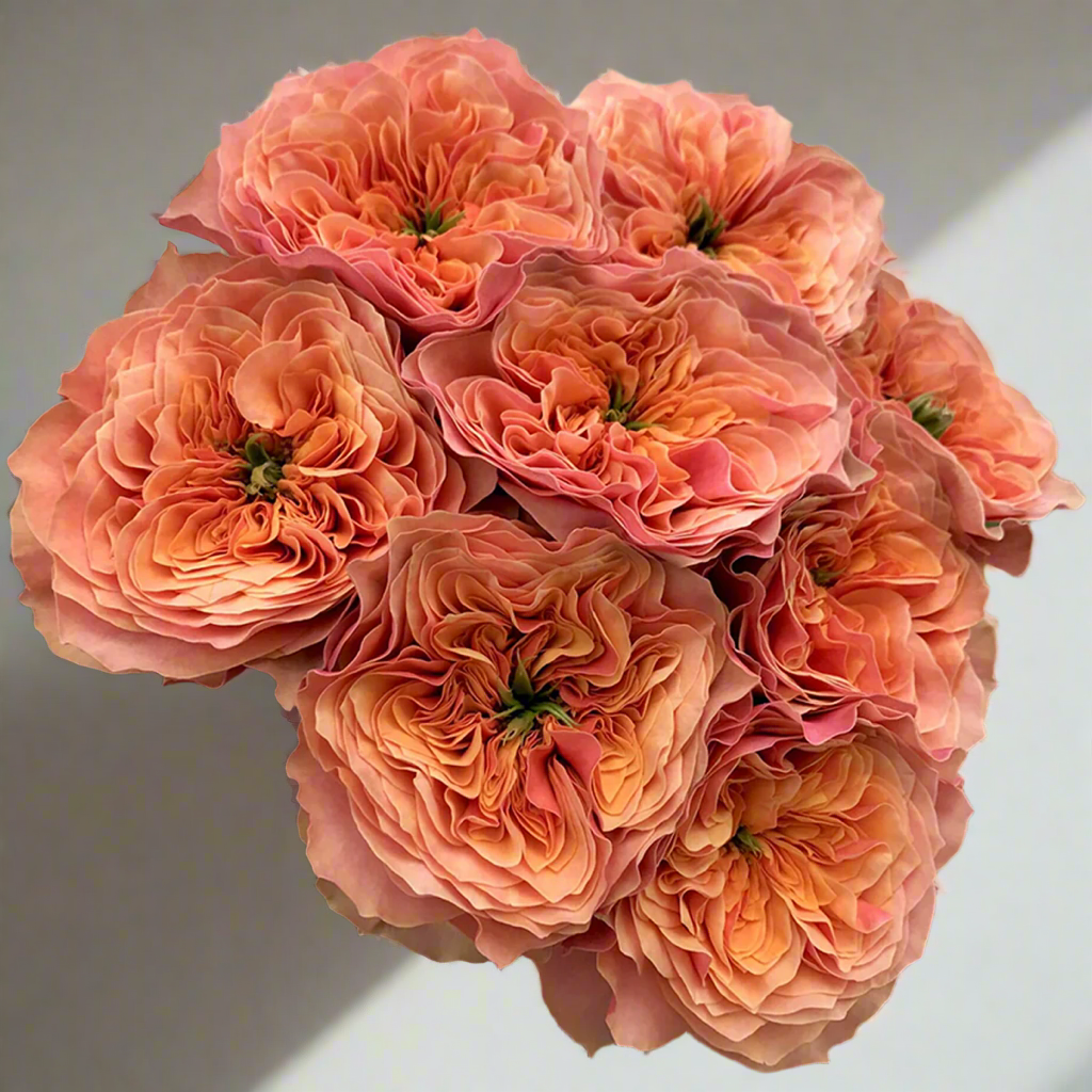 Kensington Gardens – Vibrant Orange Dutch Florist Rose (Own Root)