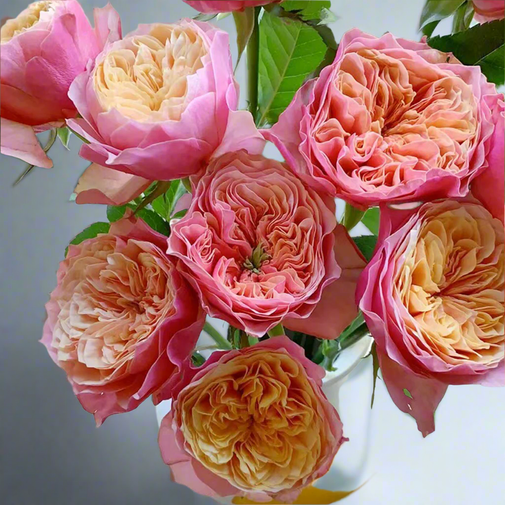 Kensington Gardens – Vibrant Orange Dutch Florist Rose (Own Root)