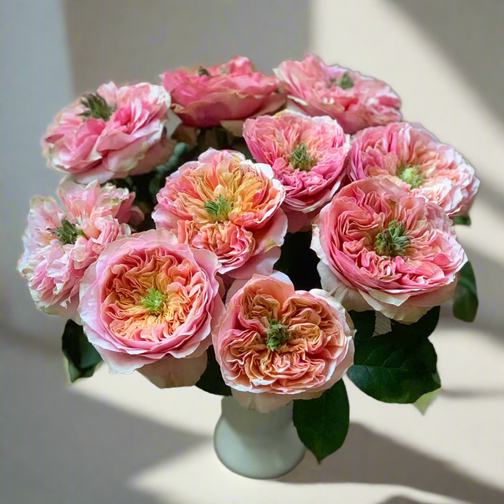 Kensington Gardens – Vibrant Orange Dutch Florist Rose (Own Root)