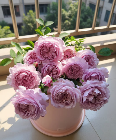 Lan Si Qiu (Blue Silk Ball) – Fragrant Blue-Purple Chinese Rose (Own Root)