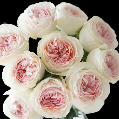 Lorena Summerhouse – VIP Florist Shrub Rose from Netherlands (Own Root)