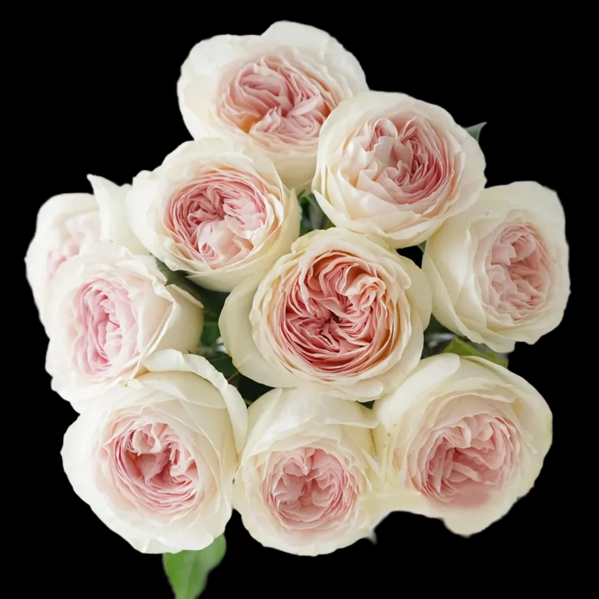 Lorena Summerhouse – VIP Florist Shrub Rose from Netherlands (Own Root)