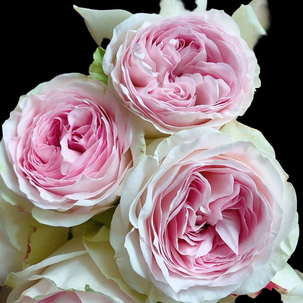 Lorena Summerhouse – VIP Florist Shrub Rose from Netherlands (Own Root)