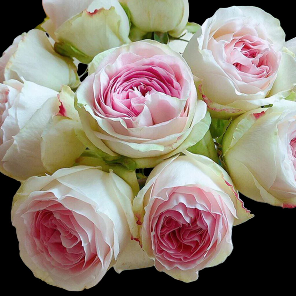 Lorena Summerhouse – VIP Florist Shrub Rose from Netherlands (Own Root)