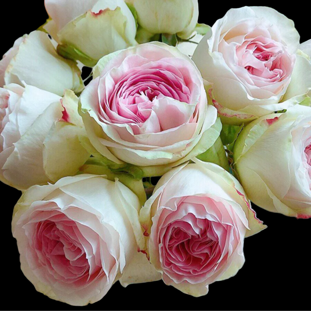 Lorena Summerhouse – VIP Florist Shrub Rose from Netherlands (Own Root)
