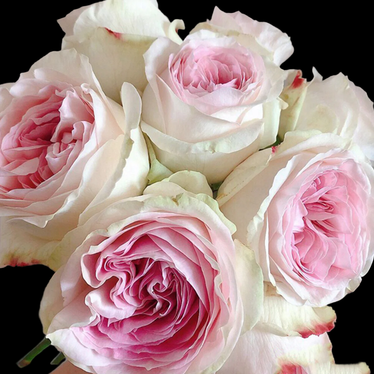 Lorena Summerhouse – VIP Florist Shrub Rose from Netherlands (Own Root)