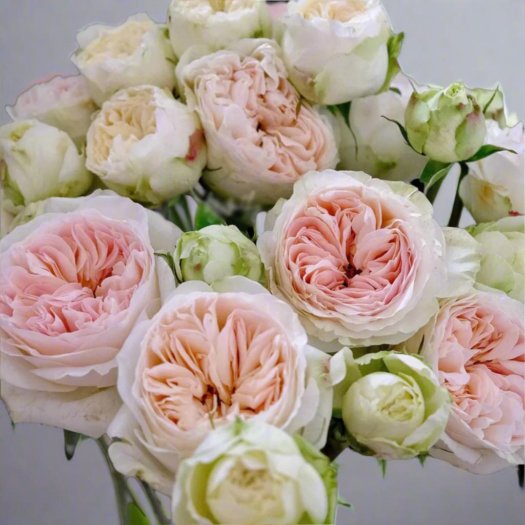 Lorena Summerhouse – VIP Florist Shrub Rose from Netherlands (Own Root)