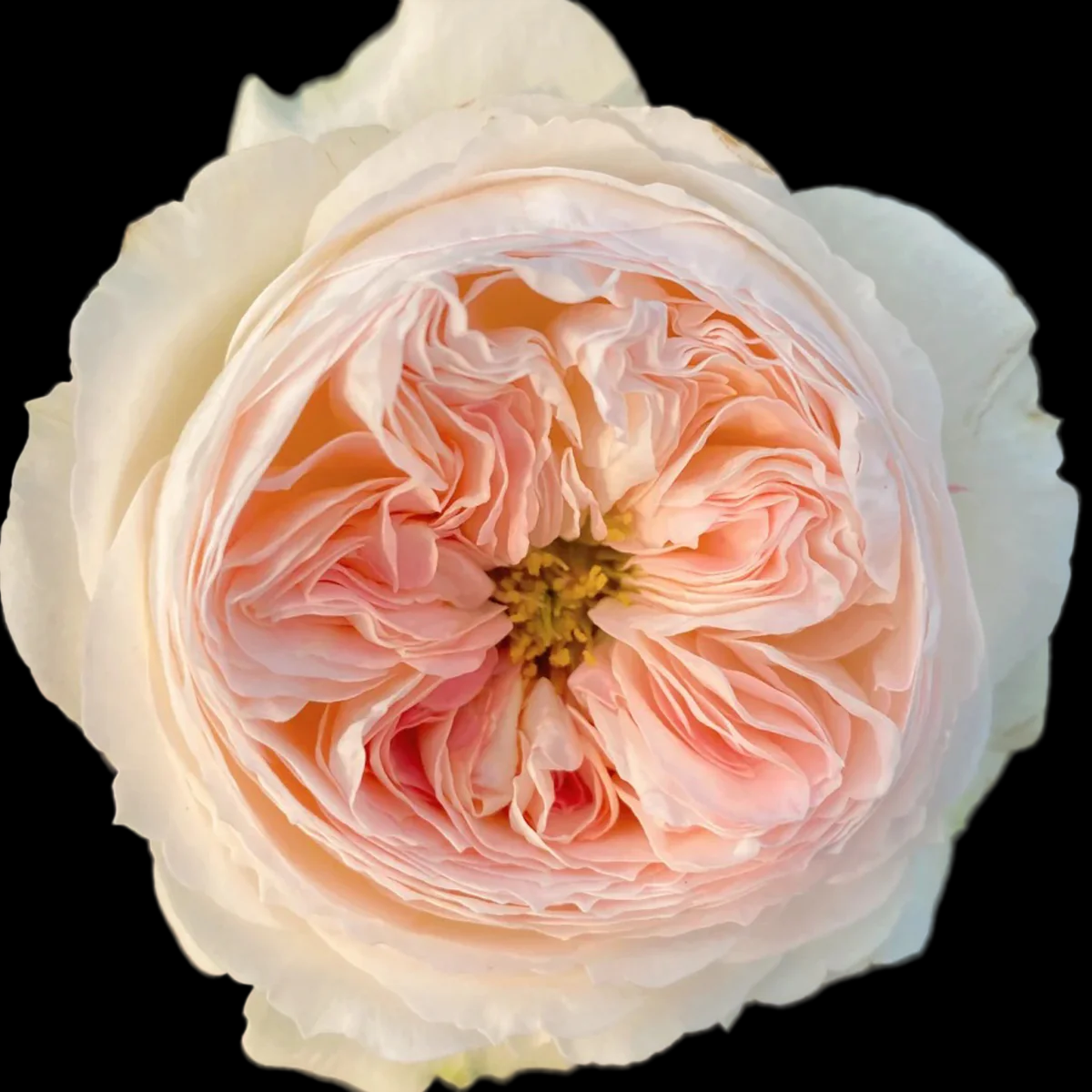 Lorena Summerhouse – VIP Florist Shrub Rose from Netherlands (Own Root)