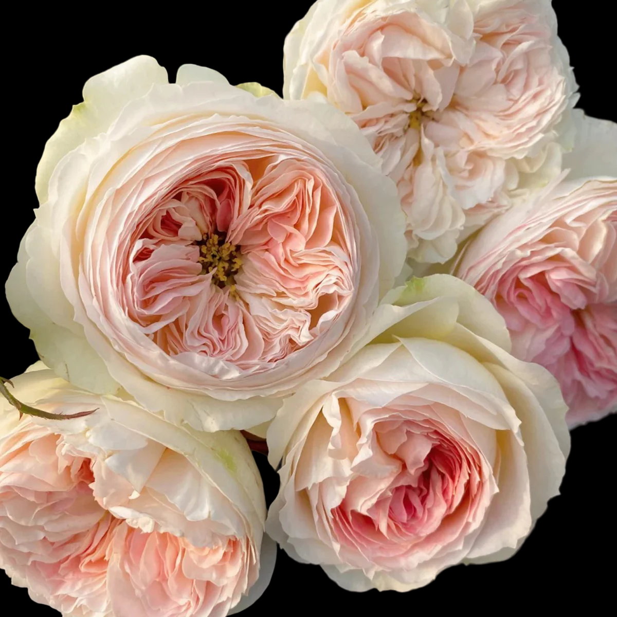 Lorena Summerhouse – VIP Florist Shrub Rose from Netherlands (Own Root)