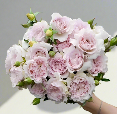 Lu Ning Xiang (Dew Serenade) – Fragrant Lavender Chinese Rose (Own Root)