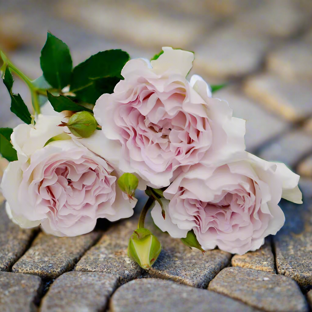 Lu Ning Xiang (Dew Serenade) – Fragrant Lavender Chinese Rose (Own Root)