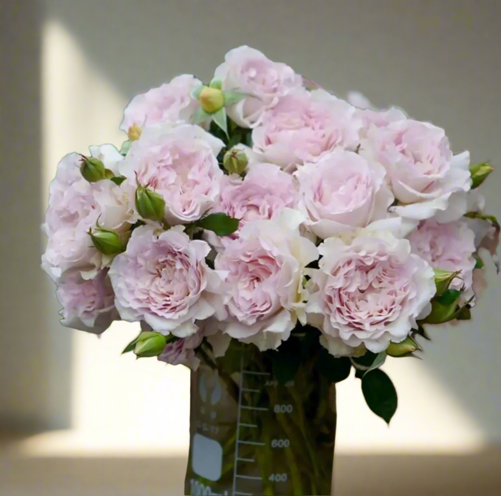 Lu Ning Xiang (Dew Serenade) – Fragrant Lavender Chinese Rose (Own Root)