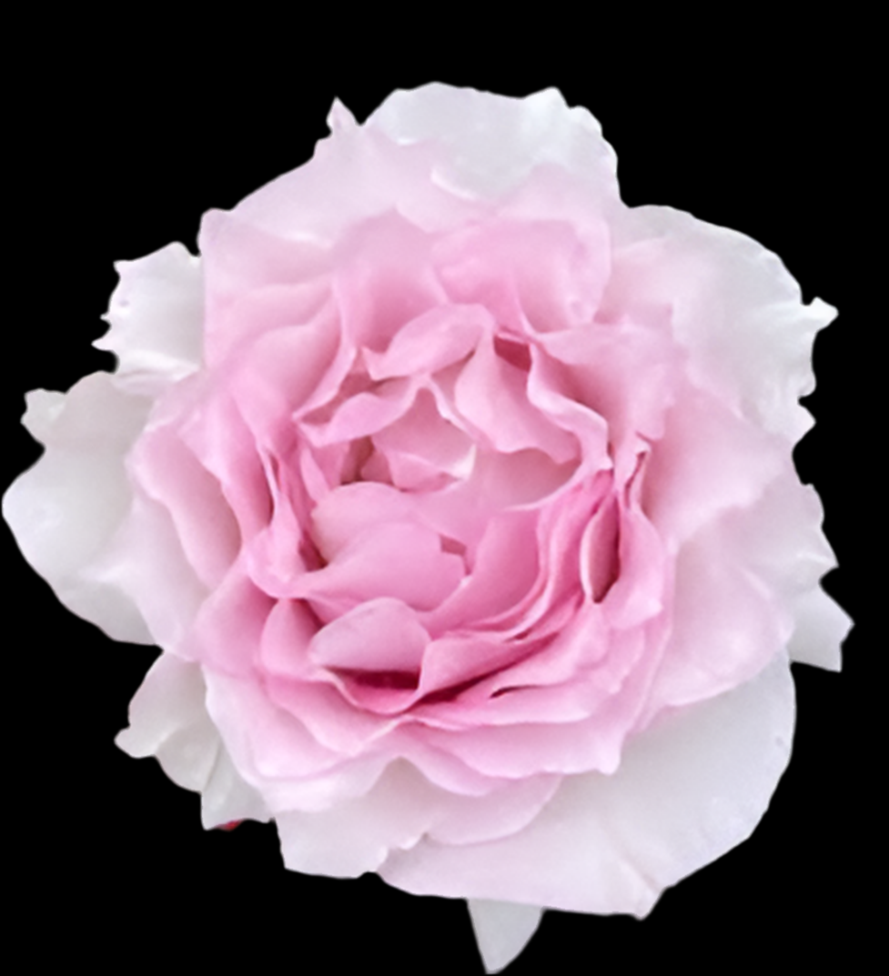 Lu Ning Xiang (Dew Serenade) – Fragrant Lavender Chinese Rose (Own Root)
