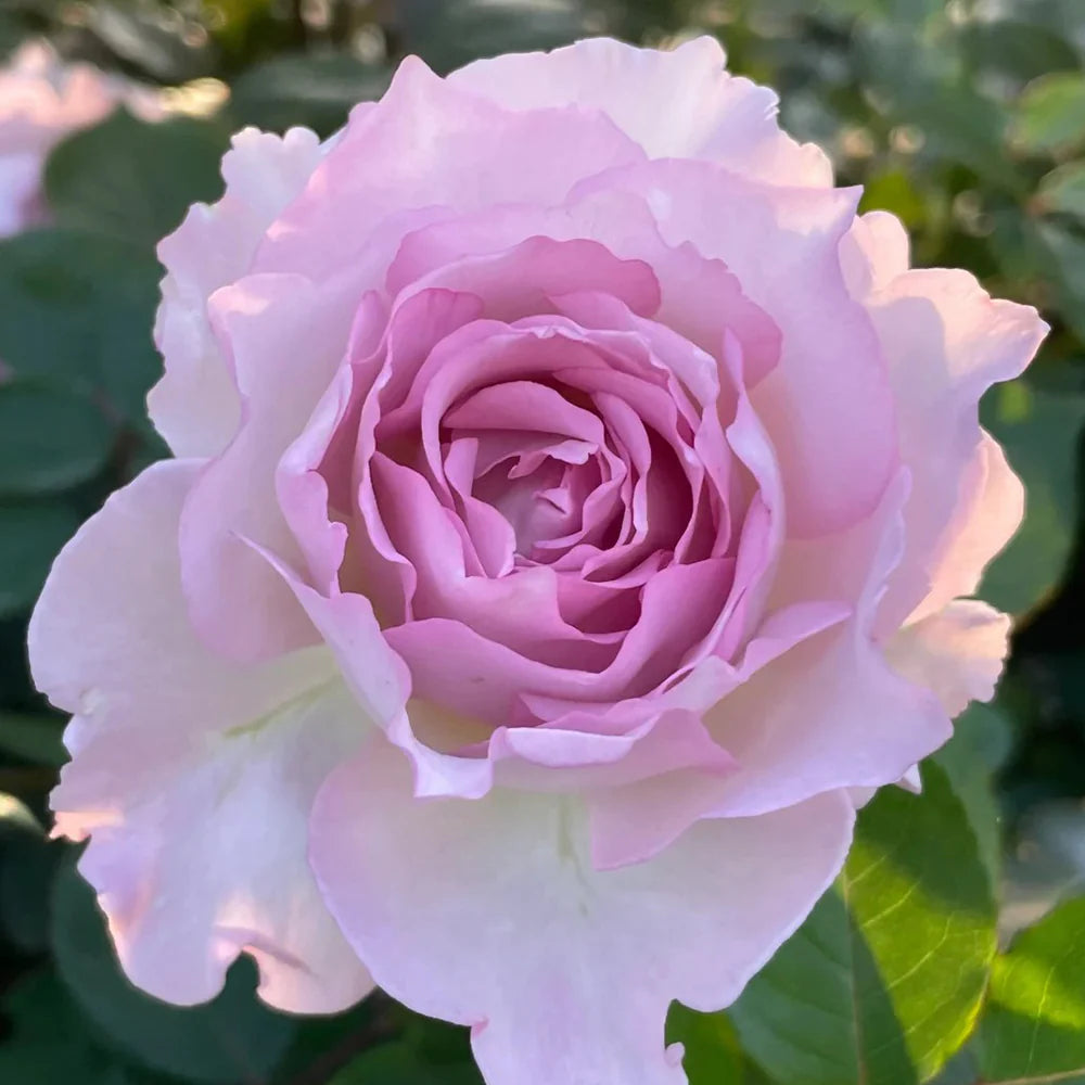 Lu Ning Xiang (Dew Serenade) – Fragrant Lavender Chinese Rose (Own Root)