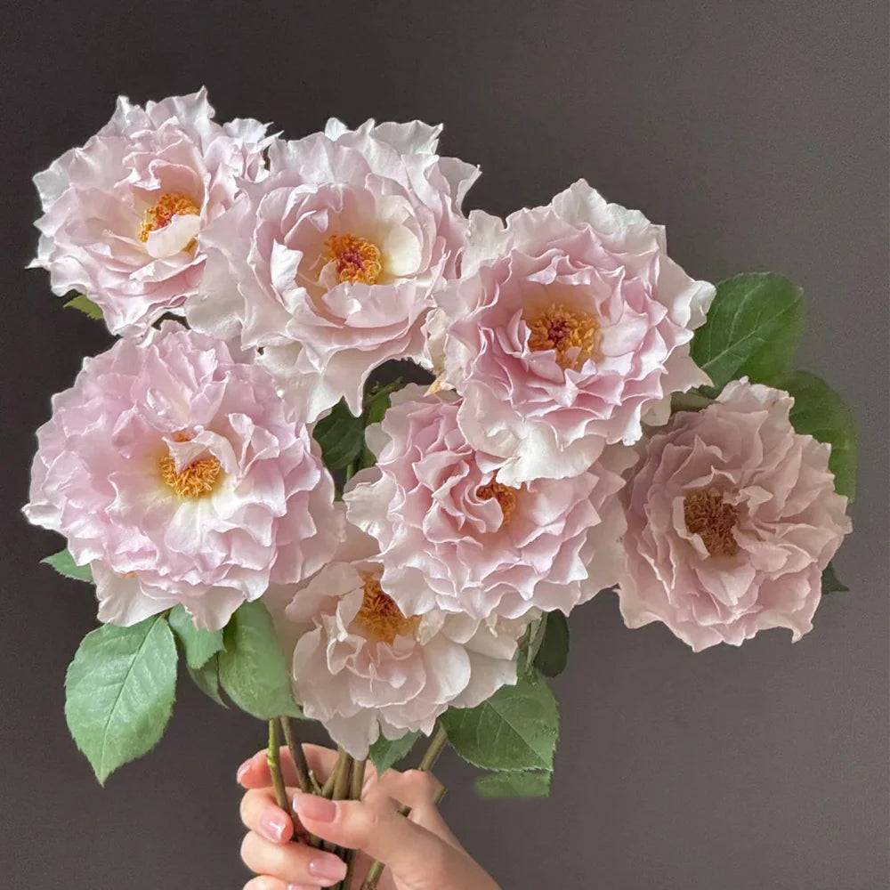 Lu Ning Xiang (Dew Serenade) – Fragrant Lavender Chinese Rose (Own Root)
