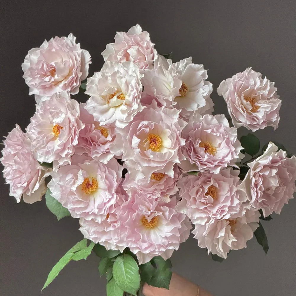 Lu Ning Xiang (Dew Serenade) – Fragrant Lavender Chinese Rose (Own Root)
