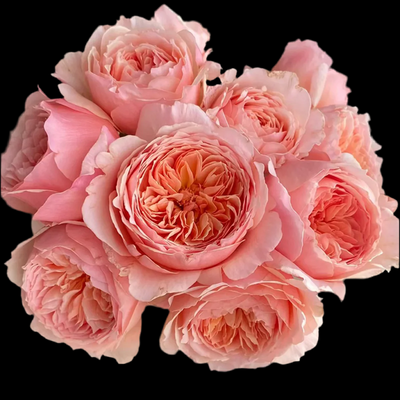 Masora – Golden-Apricot Japanese Shrub Rose (Own Root)