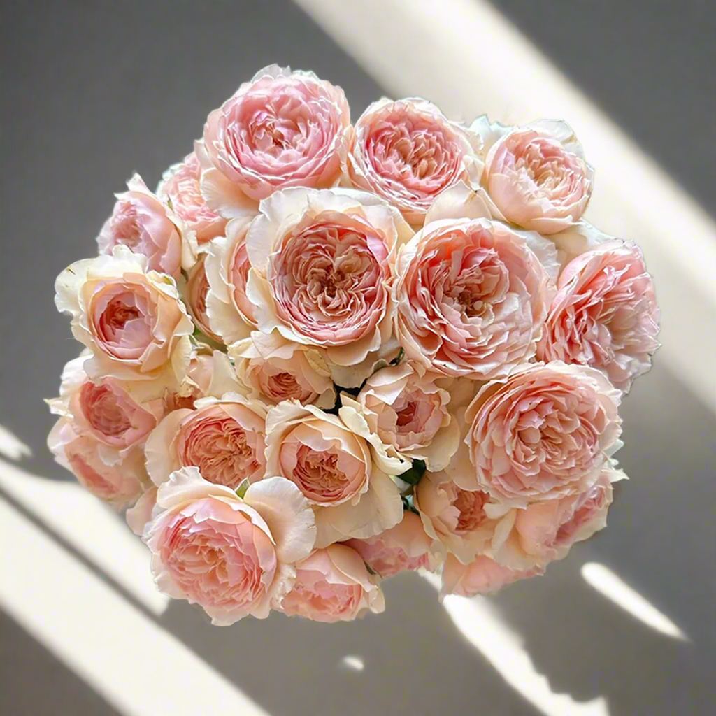 Masora – Golden-Apricot Japanese Shrub Rose (Own Root)