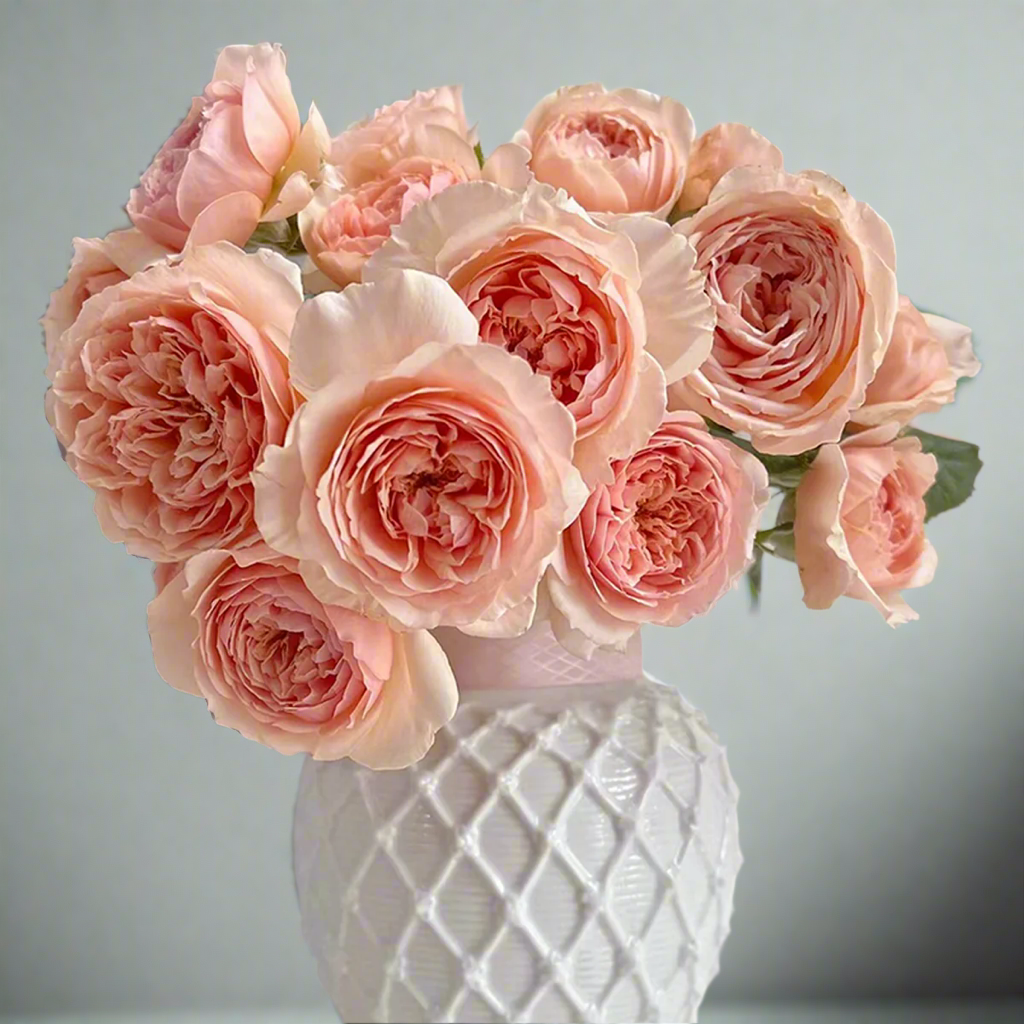 Masora – Golden-Apricot Japanese Shrub Rose (Own Root)