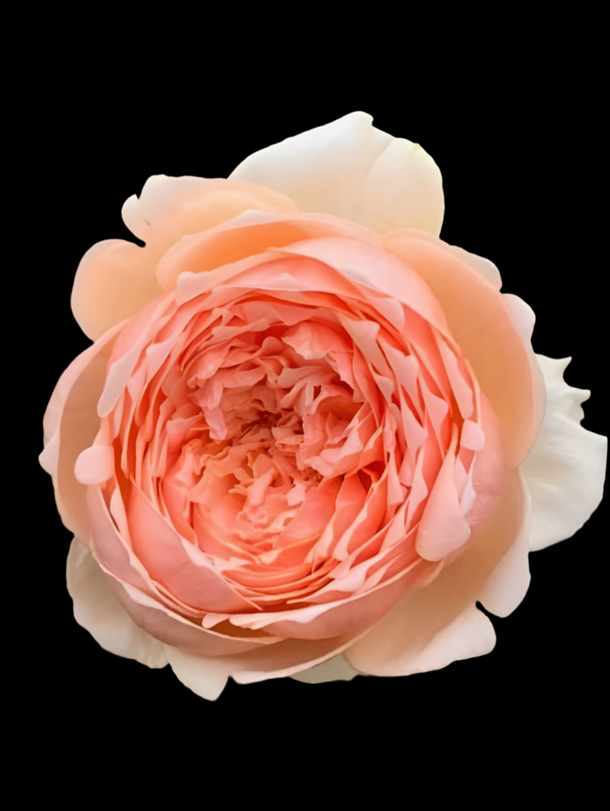 Masora – Golden-Apricot Japanese Shrub Rose (Own Root)