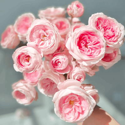 Mayra's Bridal Pink – Pink & White Spanish Florist Rose (Own Root)