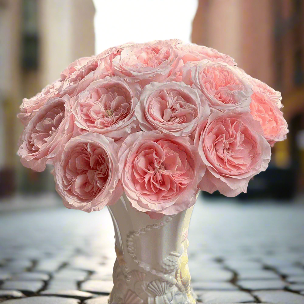 Mayra's Bridal Pink – Pink & White Spanish Florist Rose (Own Root)