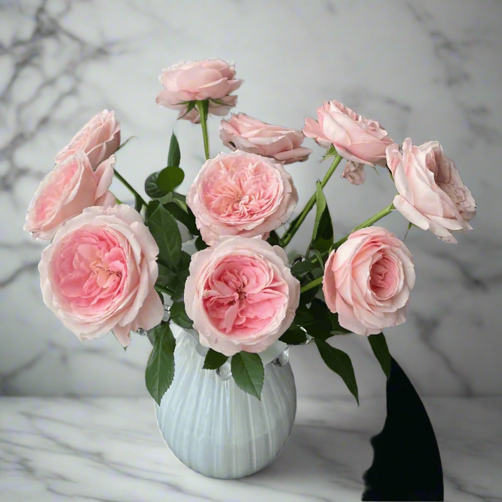 Mayra's Bridal Pink – Pink & White Spanish Florist Rose (Own Root)