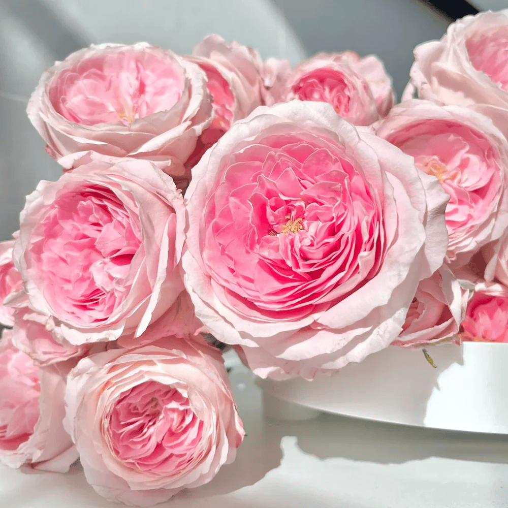 Mayra's Bridal Pink – Pink & White Spanish Florist Rose (Own Root)