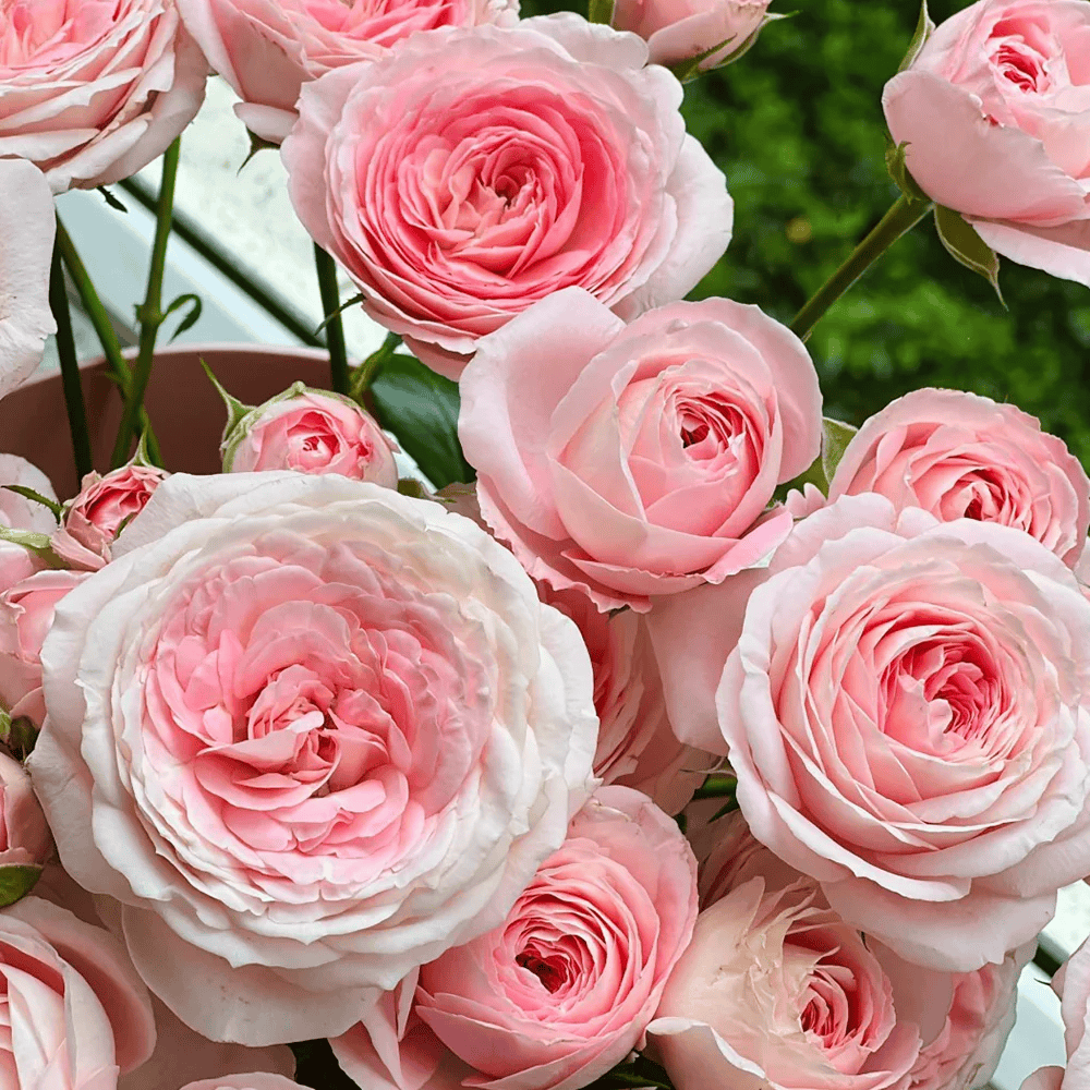 Mayra's Bridal Pink – Pink & White Spanish Florist Rose (Own Root)