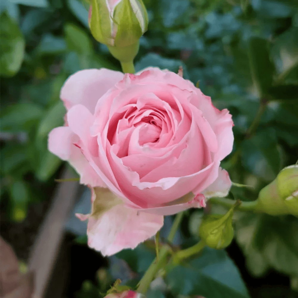Mayra's Bridal Pink – Pink & White Spanish Florist Rose (Own Root)