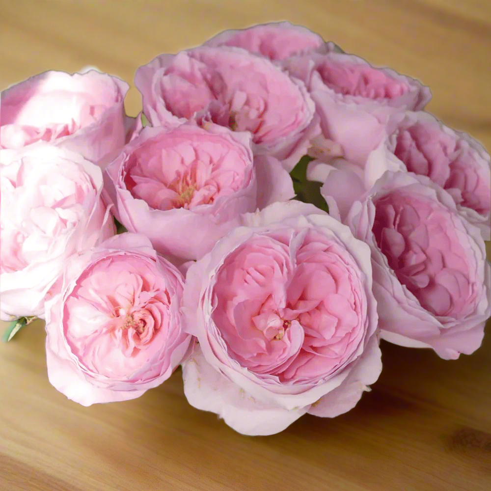 Mayra's Bridal Pink – Pink & White Spanish Florist Rose (Own Root)